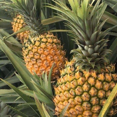 海南金钻凤梨牛奶凤梨5斤新鲜应当季水果包邮凤梨一件代发图3