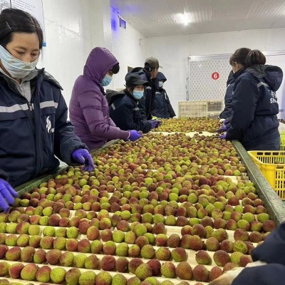 新鲜荔枝妃子笑一件代发批发当季水果荔枝王无核荔枝桂味可供出口图2