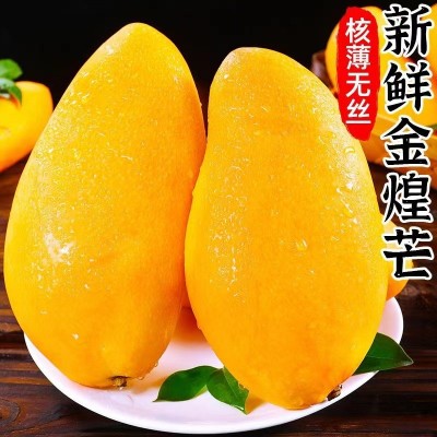 金煌芒图5