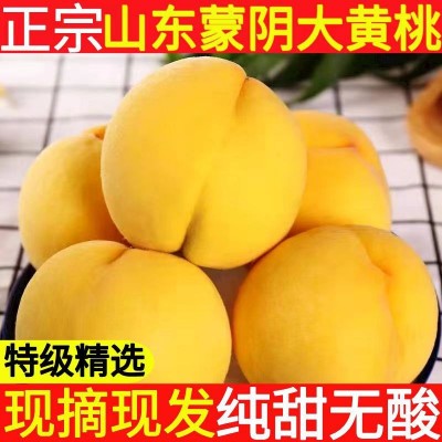 黄毛桃图2
