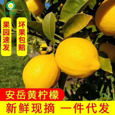 安岳柠檬（青变黄）加工定制123级园果产地直销带箱称重 厂家批发图4