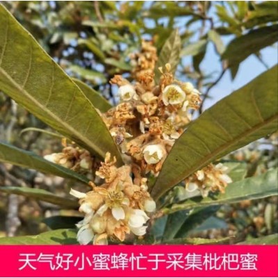 正宗枇杷蜜图3