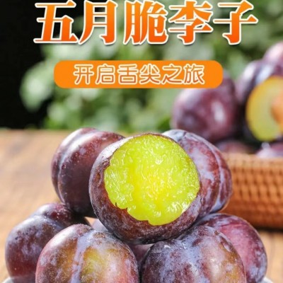 正宗四川五月脆凤凰李图3