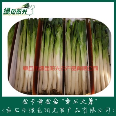 《盒装捆装》 大葱批发 无公害章丘大葱 山东章丘大葱批发图2
