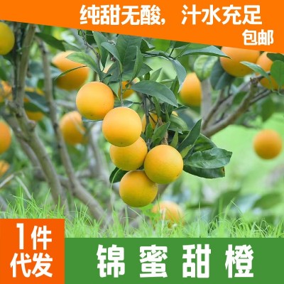 湖南锦蜜甜橙麻阳冰糖橙新鲜水果采摘批发当季水果公司福利图1
