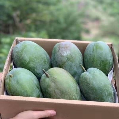 攀枝花金煌芒果新鲜整箱水果一级大果现摘青大金煌芒5斤一件代发图3